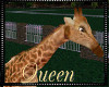 !Q Park Giraffe Animated