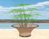 *CYN* Potted plant