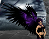 Black and Purple Wings