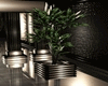 Relaxation Room Plant