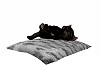 Cat on a pillow