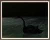 Midnight Lake Swan