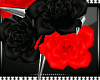 SR! Red M Roses