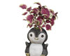 plant pinguino