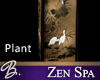 *B* Zen Spa Plant 