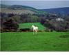 horse & meadow