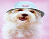 Dog in Blue Hat