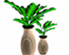 ha. Exec C Floor Plants