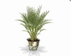 Plants Palmier