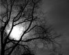 Moon Through Tree
