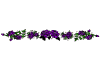 Purple Rose Divider