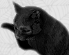 my cat