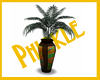 |P| NDS :: India Vase