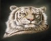 -FG- White Tiger Frame