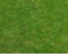 Real Outside Grass Floor