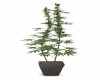 Weed Plant Pot