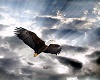 [A] Eagle Pic 5
