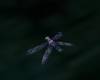 [Lu] Magical Dragonflies