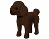 Chocolate Toy Poodle