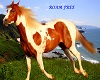 Paint Horse 