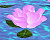 Dream Floating Roses
