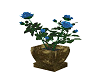 Blue Roses 4 your garden