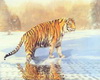 Animated Tiger 01