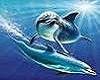dolphinscouche