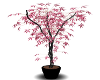 Pink Love Tree Plant