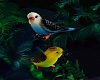 !  A Budgie Love