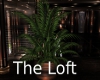 !T The Loft Plant