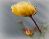 Long Stem Yellow Rose