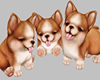 Pet Corgi Trio Pups