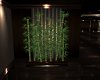 Desire Bamboo Plant