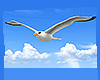 seagull animated