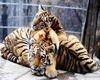 6v3| Tiger 1