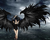 black feather wings