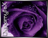 -DA- Dewy Purple Rose