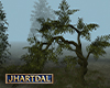JL Derriaran Tree 1