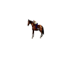 leapard horse