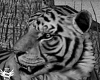 Unique Tiger Animated
