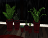 Indoor Plants Red Pots