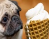 Pug dog with ice cream