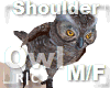 R|C Owl Brown M/F