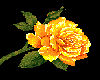 yellow rose with butterf