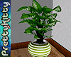 [PK] Spathiphyllum plant