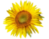 TF* Beautiful sunflower