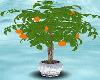 [m58]Orange plant /s