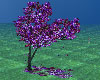 Purple Blossom Tree