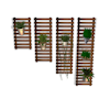 wall plant